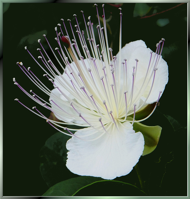 Blüte des Kaperstrauches...   ©UdoSm