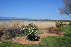 Wenn die ersten Blüten am Murtensee zu sehen sind, ist es bestimmt Frühling