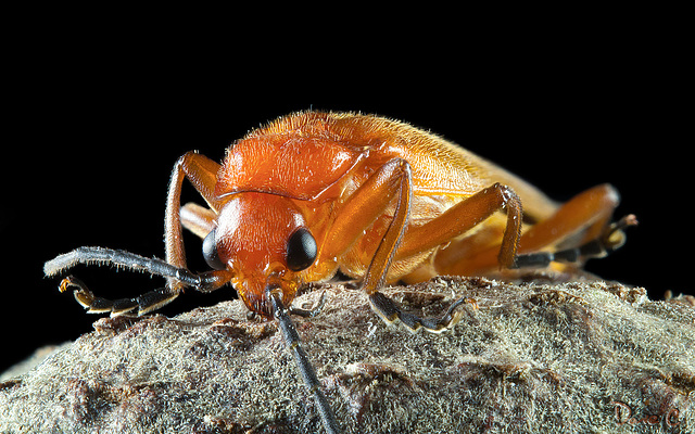 Cardinal Beetle