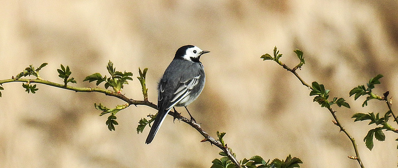 20190410 4725CPw [D~PM] Bachstelze (Motacilla alba), Hunds-Rose (Rosa canina), Netzen, Kloster Lehnin