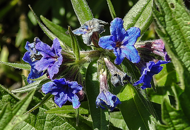 20200517 7431CPw [D~LIP] Blauer Steinsame (Aegonychon purpurocaeruleum), UWZ, Bad Salzuflen