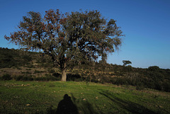 Azinheira, Penedos