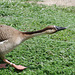 Brown goose, sticking its neck out