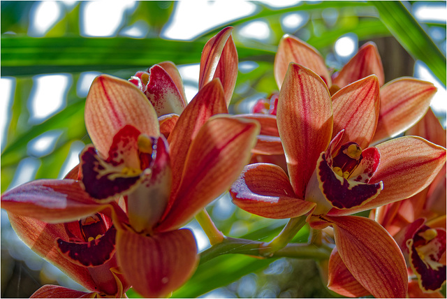 Orchid Plants 22