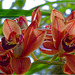 Orchid Plants 22
