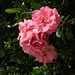 Great Wilbraham rose 2009-08-11