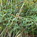 DSCN7190 - Cyperus ligularis, Cyperaceae