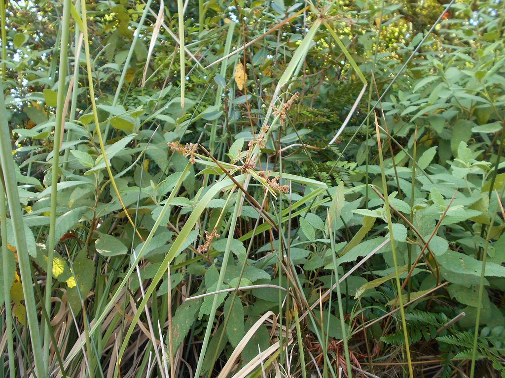 DSCN7190 - Cyperus ligularis, Cyperaceae