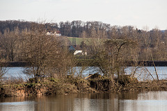 20150406 7600VRAw [D~SHG] Stockente, Kieswerk, Baggersee, Rinteln