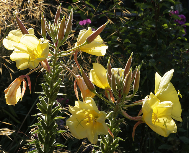 Evening Primrose, in the morning