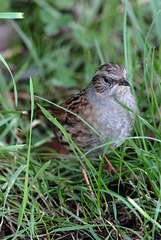 Dunnock