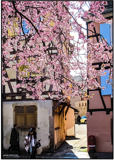 Frühling in Colmar