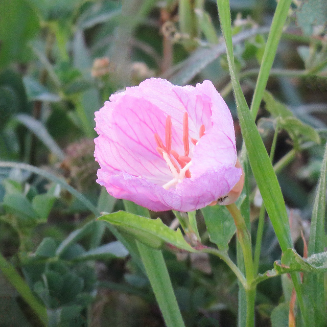 Day 2, Pink Evening Primrose, South Texas