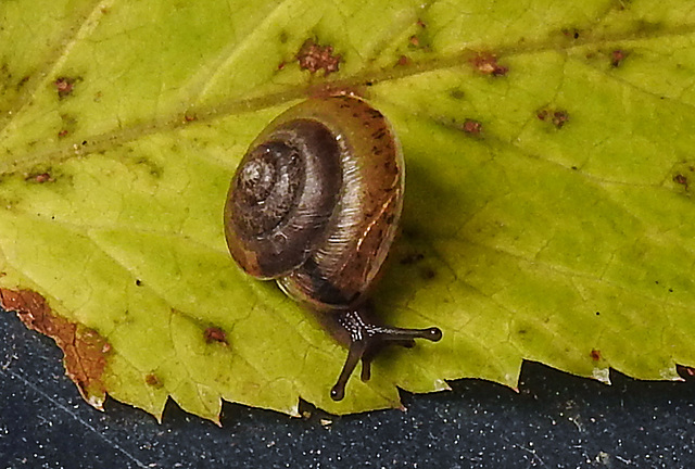 20211004 3033CPw [D~LIP] Dunkles Kegelchen (Euconulus praticola), Bad Salzuflen