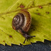 20211004 3033CPw [D~LIP] Dunkles Kegelchen (Euconulus praticola), Bad Salzuflen