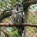 20220422 0604CPw [D~HF] Bartkauz (Strix nebulosa), Herford