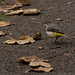 Grey Wagtail (1 of 2)