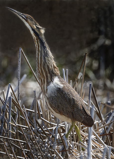 American Bittern