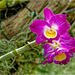Orchid Plants 23