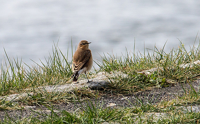 20140907 4829VRAw [NL] Steinschmätzer [w] (Oenanthe oenanthe), Terschelling