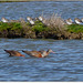 PARC du TEICH (33 Gironde)