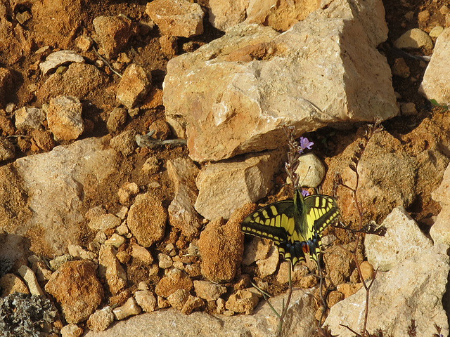 Swallowtail