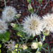 native daisy seed heads