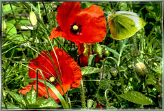 Klatschmohn. ©UdoSm