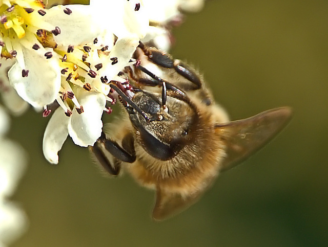 Bees In The Tree!!