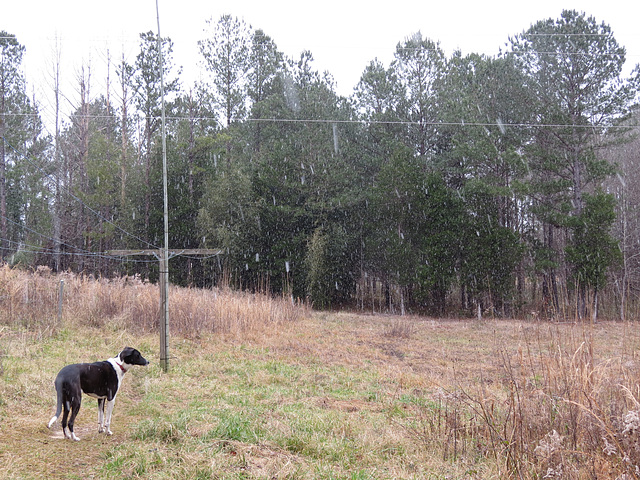 Garip in snow