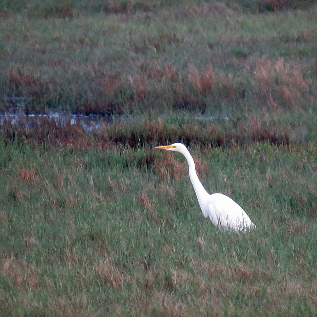 Day 2, Snowy Egret, South Texas