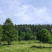 15.06.2019 - Halflinger am Bocksberg in Gräfenthal. Die Junghengstherde sucht Schatten unter dem großen Baum