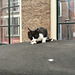 Cat on a soft roof