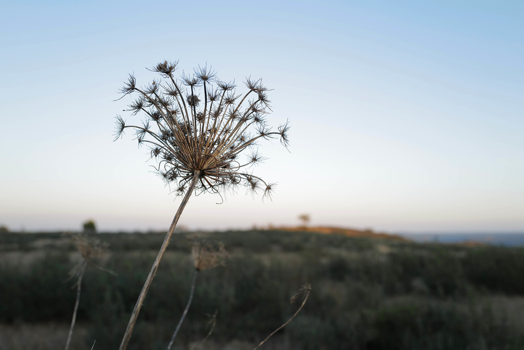 Daucus carota in the evening light