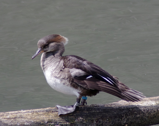 Goosander (f)