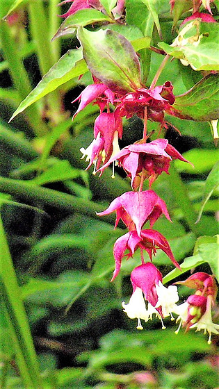 The Himalayan Honeysuckle