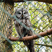 20220422 0605CPw [D~HF] Bartkauz (Strix nebulosa), Herford