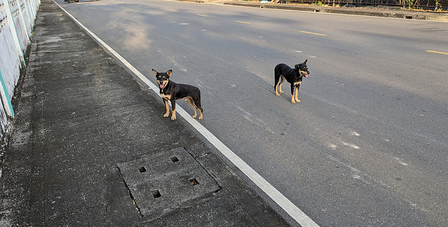 Deux chiens sympathiques / Zwei sympathische hunde