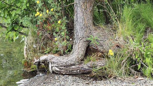Interesting tree.