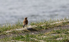 20140907 4828VRAw [NL] Steinschmätzer [w] (Oenanthe oenanthe), Terschelling