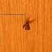 Moth on the door 01