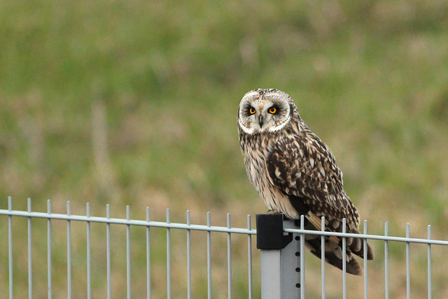 hibou des marais tombée de la nuit