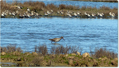 PARC du TEICH (33 Gironde)