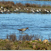 PARC du TEICH (33 Gironde)