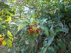 DSCN7192 - fêmea de aroeira-vermelha Schinus terebinthifolius, Anacardiaceae