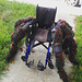 Tarantula Wheelchair costume
