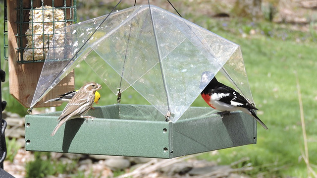 Rose-breasted Grosbeaks