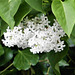 White lilac still giving out gorgeous white blooms with a fantastic scent