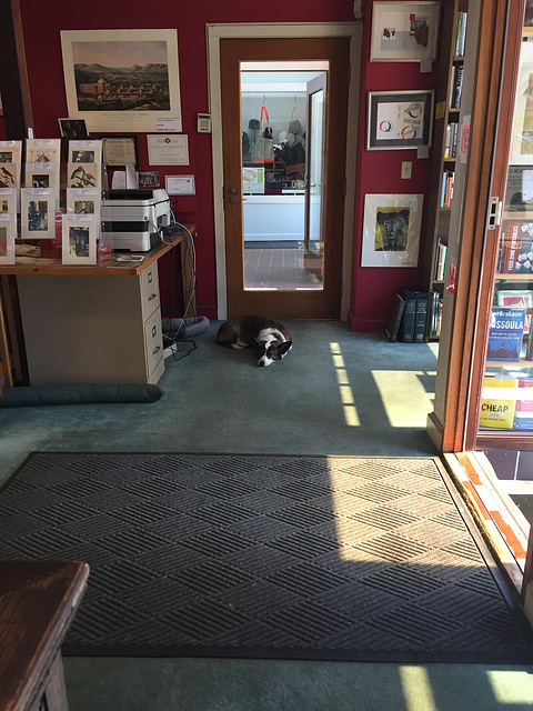 bookstore corgi