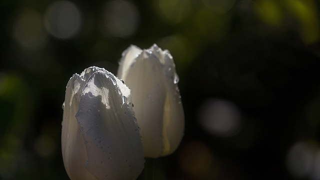 weiße Tulpen